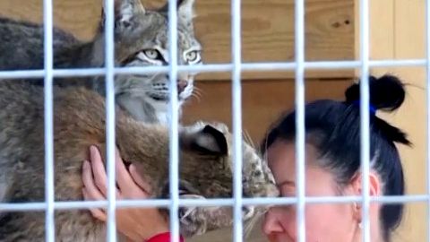 Video: Kam s nimi? Veterinářka vytvořila domov pro zraněnou divokou zvěř